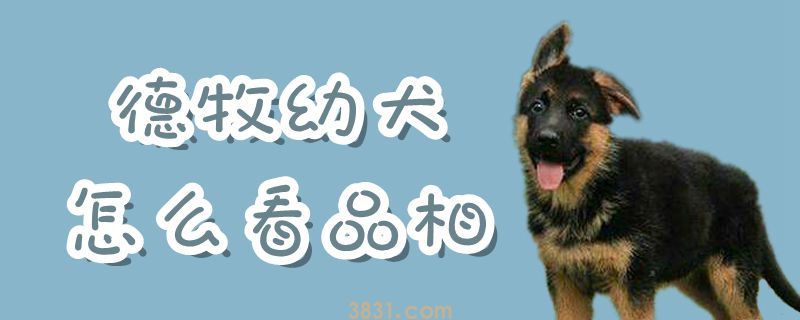 德牧幼犬怎么看品相(图1)