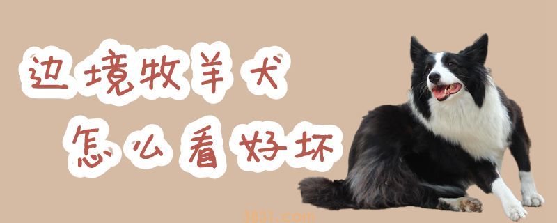 边境牧羊犬怎么看好坏(图1)