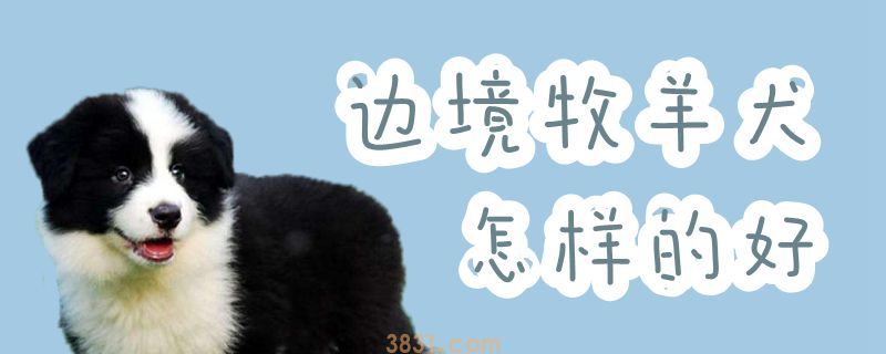 边境牧羊犬怎样的好(图1)