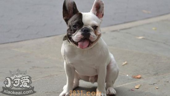 法国斗牛犬好养吗 法国斗牛犬好不好养(图1)