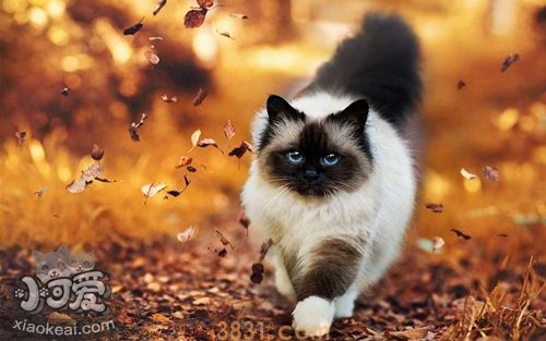 暹罗猫的铜缺乏症怎么治疗 铜缺乏症治疗方法(图1)