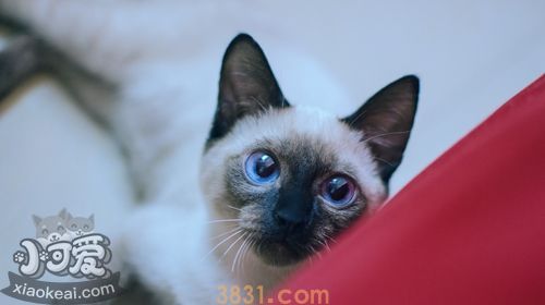 暹罗猫爱吃什么 暹罗猫喜爱食物介绍(图1)