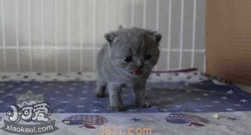 如何训练俄罗斯蓝猫用马桶 蓝猫用马桶指南(图1)