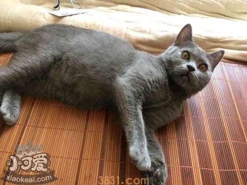 怎么训练俄罗斯蓝猫和你握手 猫猫握手训练视频(图1)