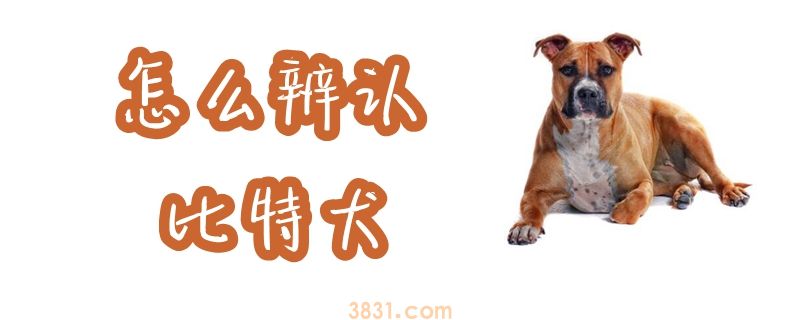 怎么辨认比特犬(图1)