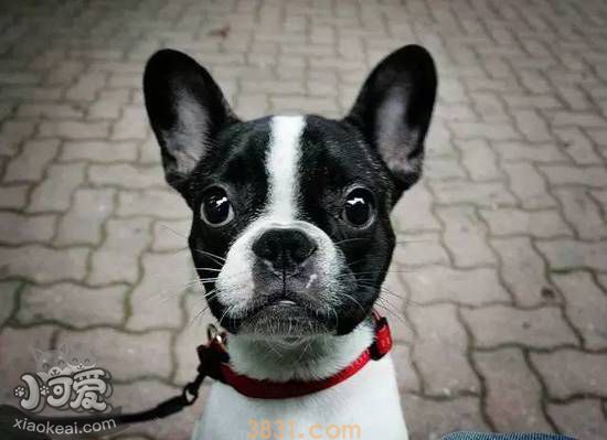 法国斗牛犬怎么看纯不纯 纯种法国斗牛犬挑选方法(图1)
