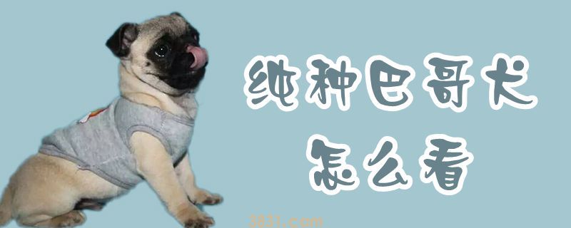 纯种巴哥犬怎么看(图1)