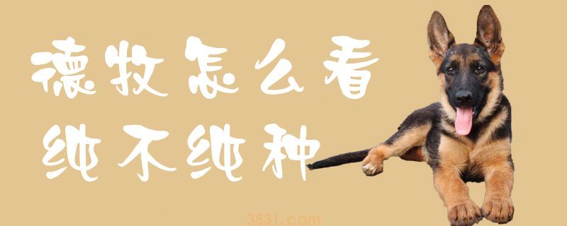 德牧怎么看纯不纯种(图1)