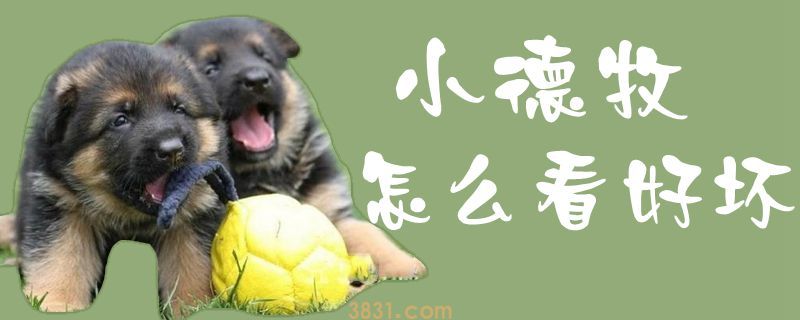 小德牧怎么看好坏(图1)