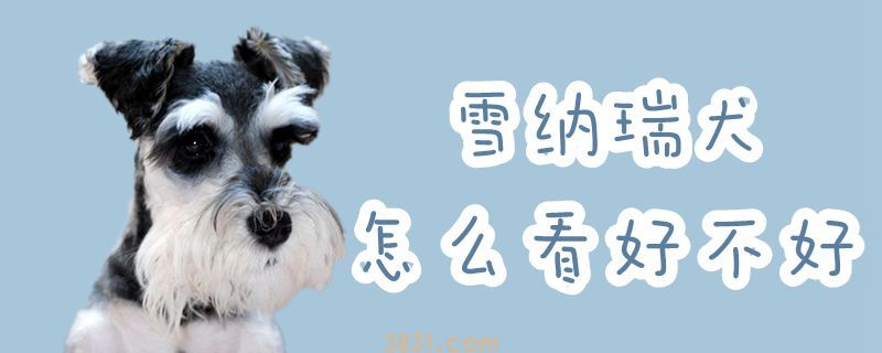 雪纳瑞犬怎么看好不好(图1)