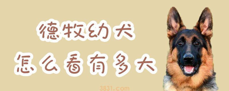 德牧幼犬怎么看有多大(图1)