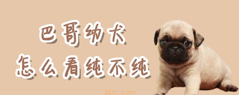 巴哥幼犬怎么看纯不纯(图1)