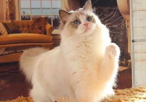 布偶猫生病了怎么办 布偶猫生病照顾注意事项(图1)