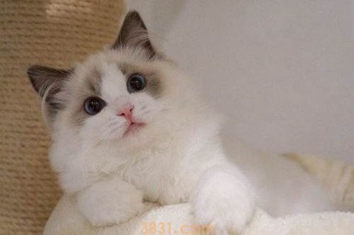 布偶猫生病了怎么办 布偶猫生病照顾注意事项(图2)