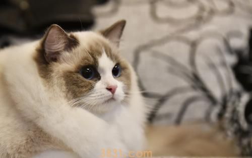 布偶猫吃什么 布偶猫喂食手册(图1)