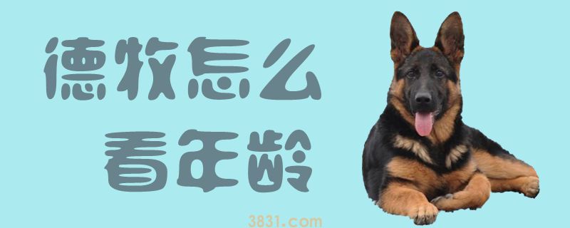 德牧怎么看年龄(图1)