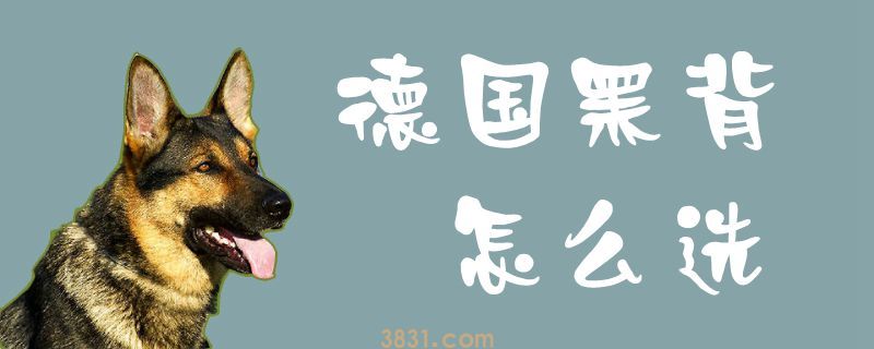 德国黑背怎么选(图1)