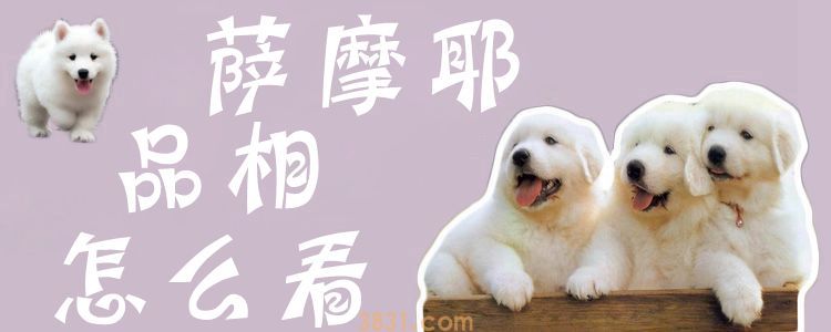 萨摩耶品相怎么看(图1)