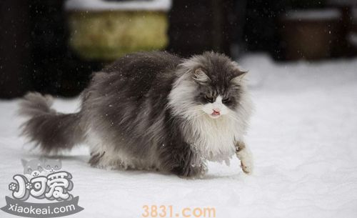 缅因猫肚子胀气怎么办 猫咪肚子胀气治疗方法(图1)