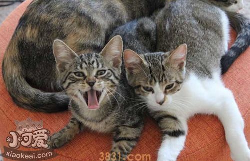 养中国狸花猫应该注意什么 中国狸花猫饲养注意事项(图1)