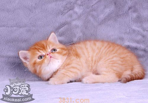 褴褛猫不会用猫砂怎么办 褴褛猫训练(图1)