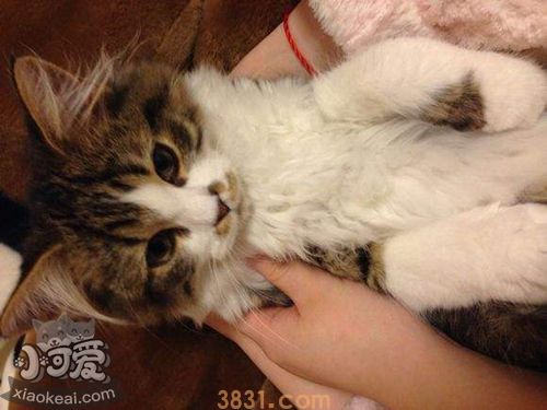 怎么训练褴褛猫上厕所(图1)