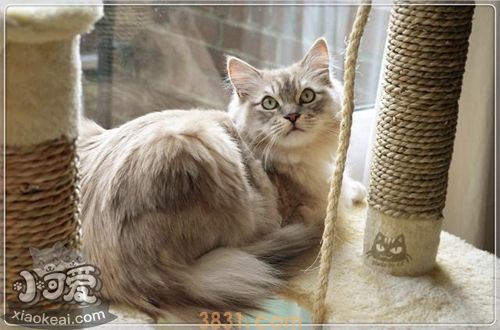 褴褛猫不听话怎么办 猫咪不听话训练技巧(图1)