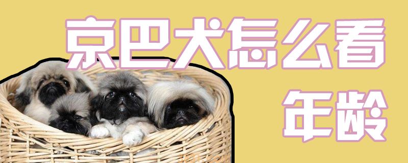 京巴犬怎么看年龄(图1)