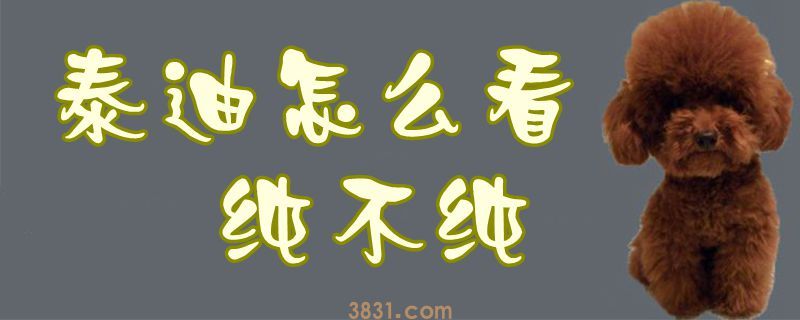 泰迪怎么看纯不纯(图1)
