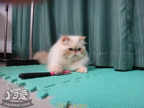 喜马拉雅猫尿结石怎么办 猫咪尿结石解决办法(图1)