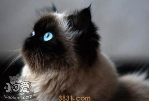 怎么训练喜马拉雅猫睡在猫窝 反复训练养成习惯(图1)