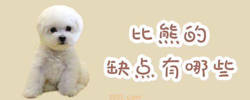 比熊的缺点有哪些(图1)