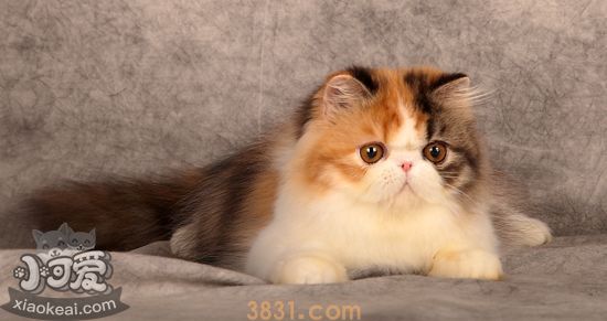 加菲猫拉稀怎么办 异国短毛猫拉稀解决办法(图1)