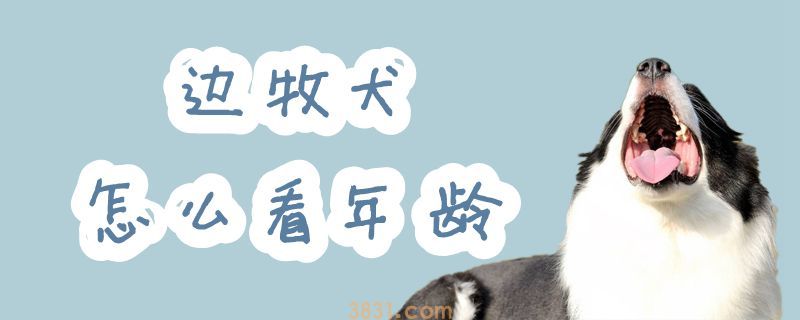 边牧犬怎么看年龄(图1)