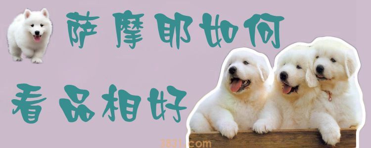 萨摩耶如何看品相好(图1)