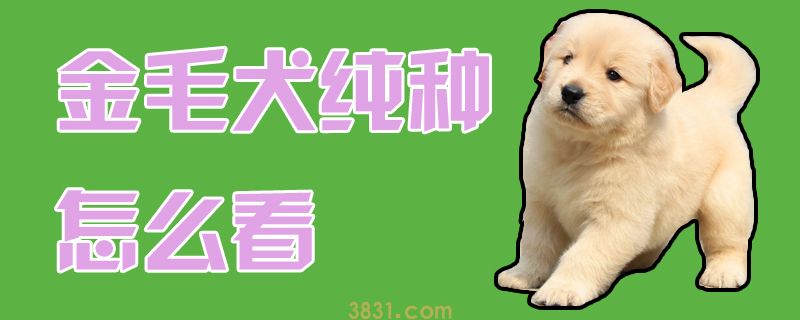 金毛犬纯种怎么看(图1)