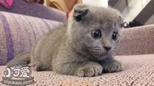 俄罗斯蓝猫得了猫癣如何治疗 猫癣治疗方法介绍(图1)