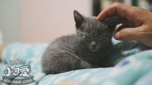 俄罗斯蓝猫得皮肤病怎么办 猫咪皮肤病治疗方法(图1)