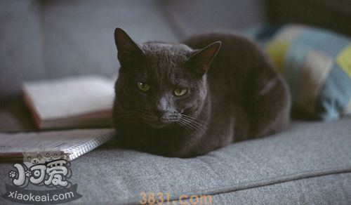 俄罗斯蓝猫便秘怎么办 蓝猫便秘病因简析(图1)