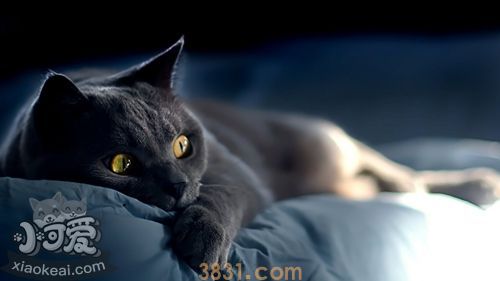 养俄罗斯蓝猫之前要准备什么 蓝猫饲养准备工作(图1)