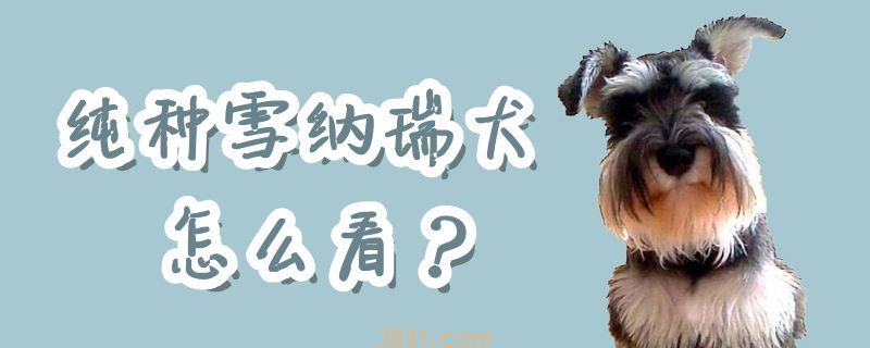 纯种雪纳瑞犬怎么看(图1)