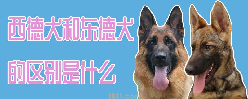 西德犬和东德犬的区别是什么(图1)
