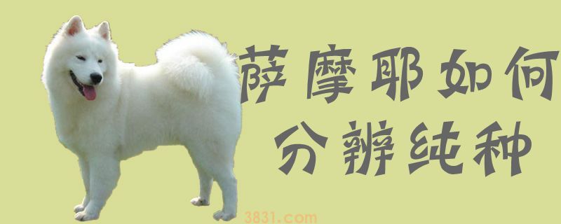 萨摩耶如何分辨纯种(图1)