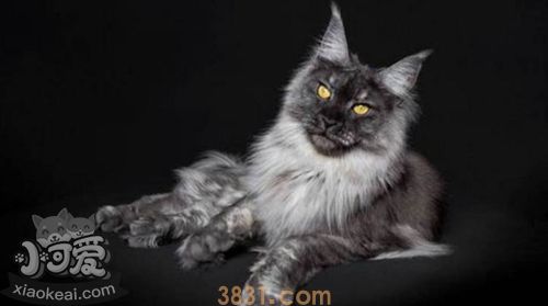 缅因猫掉毛怎么办 缅因猫掉毛解决办法(图1)