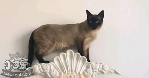 如何让暹罗猫记住自己名字 暹罗猫训练误区(图1)