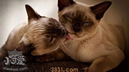 怎么训练暹罗猫定点磨爪 暹罗猫磨爪训练(图1)