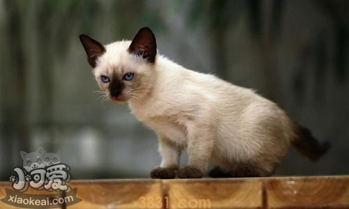暹罗猫不停叫怎么办 暹罗猫乱叫训练方法(图1)