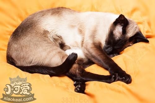 如何训练暹罗猫 4招教你训练暹罗猫(图1)