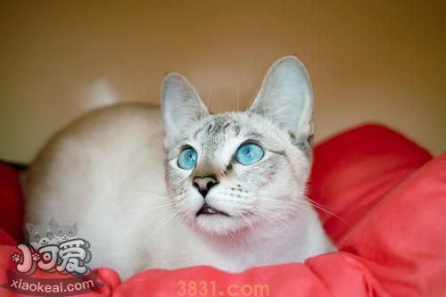 怎么让暹罗猫听话 训练暹罗猫的方法(图1)