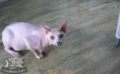 怎么训练加拿大无毛猫用马桶(图1)